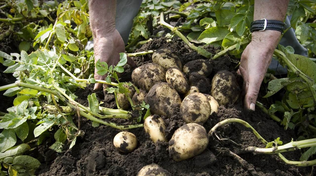 Biologisch aardappels