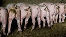 Varkens op een rij - Foto: Merlin Daleman